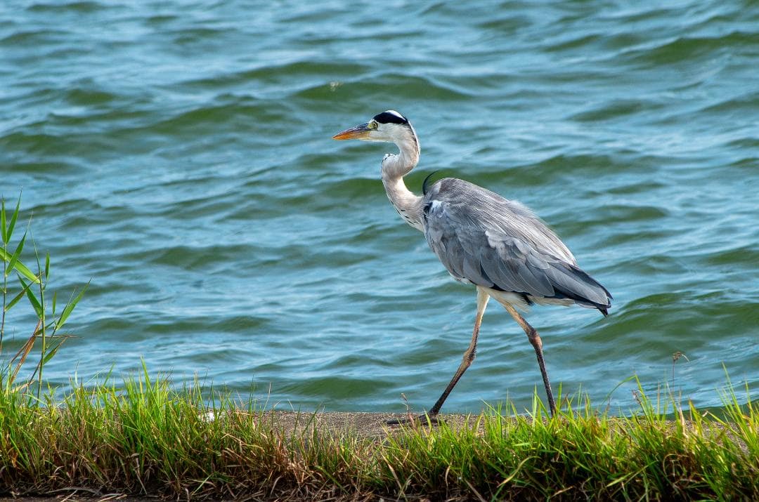 【訳アリ】【黒死病対策済】【内臓電池交換済】PENTAX K-30