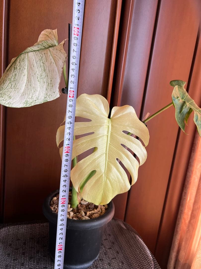 斑入りモンステラデリショーサホワイトモンスター