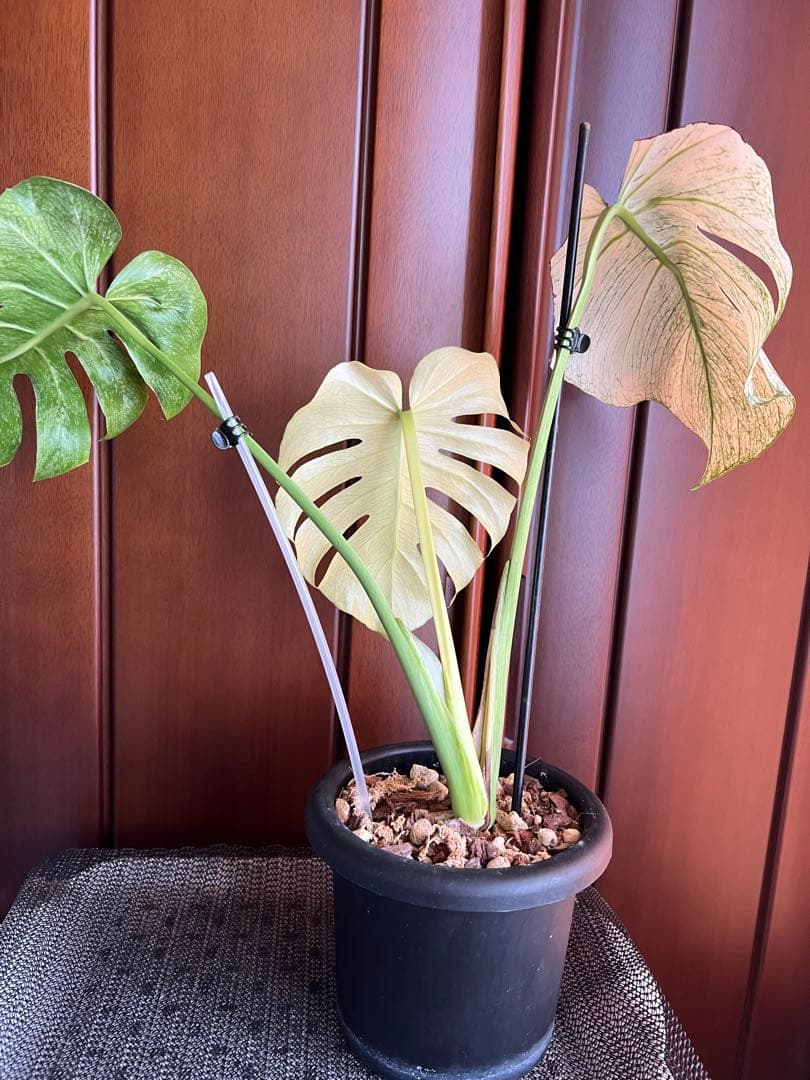 斑入りモンステラデリショーサホワイトモンスター