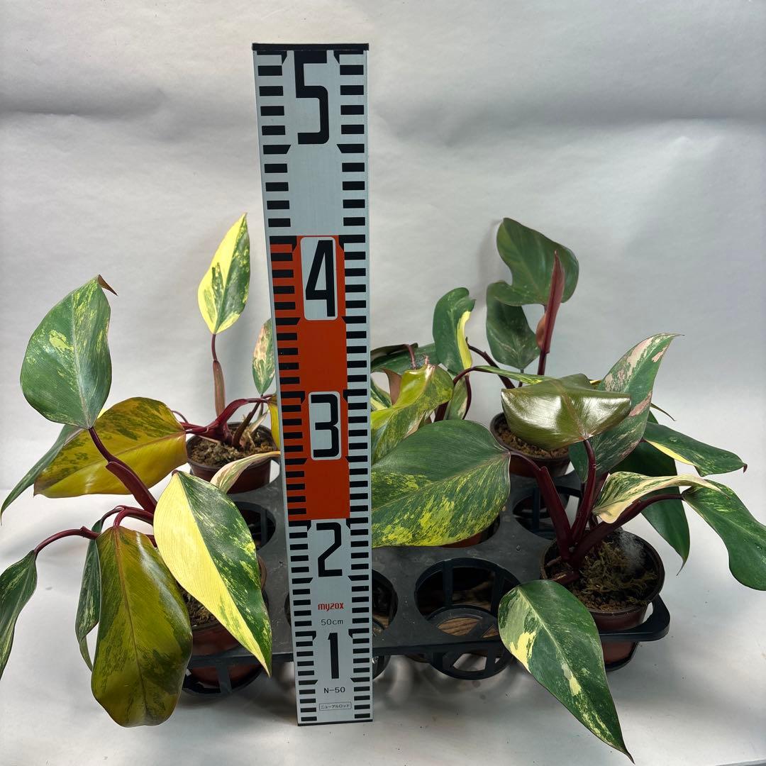 G*】様 5株セットms140フィロデンドロン ストロベリー シェイク