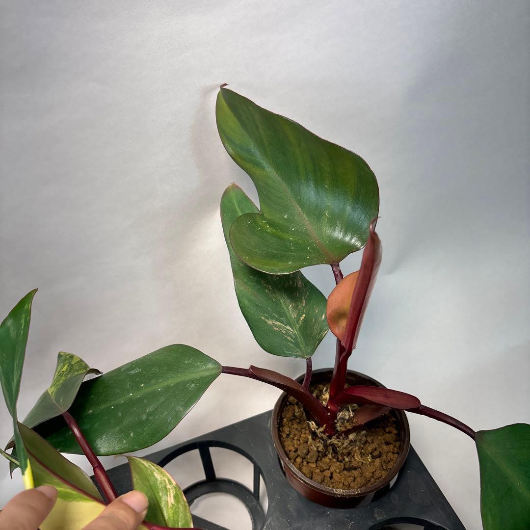 G*】様 5株セットms140フィロデンドロン ストロベリー シェイク