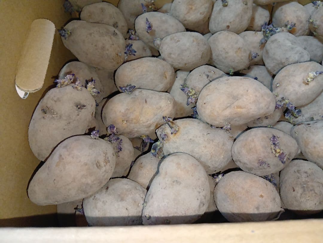 インカのめざめ 種芋 7kg④