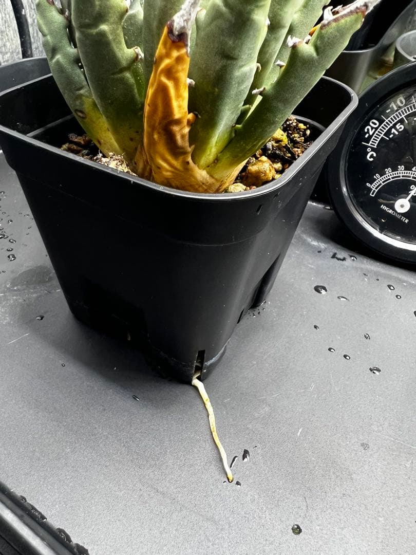 【現地球　発根済】ユタエンシス　エボリスピナ　おまけ付き