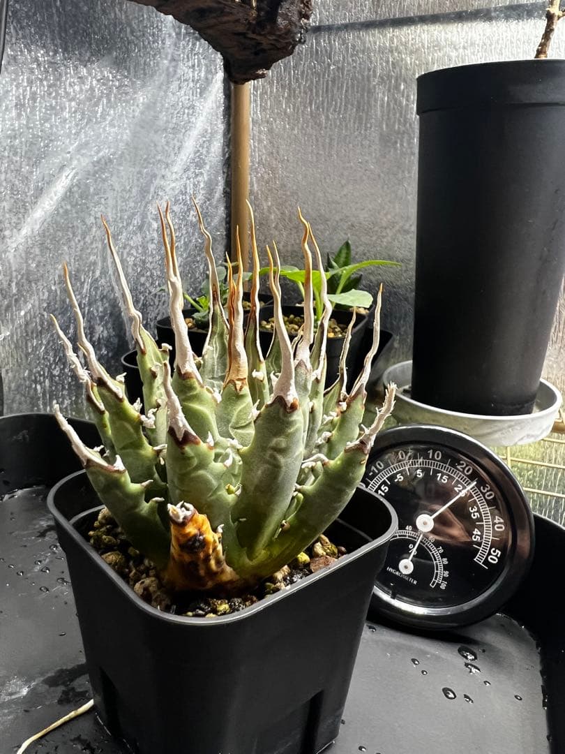 【現地球　発根済】ユタエンシス　エボリスピナ　おまけ付き