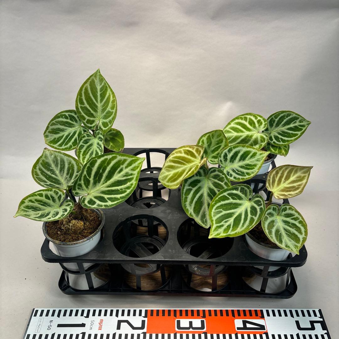 に*y様 5株セットms66アンスリウム ドラヤキ Anthurium Dora