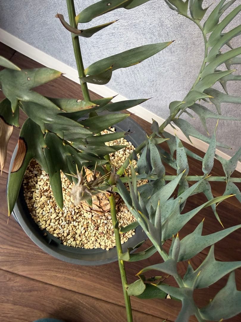 【南ア産】エンセファラルトス ホリダス(2025年12月最新画像あり)