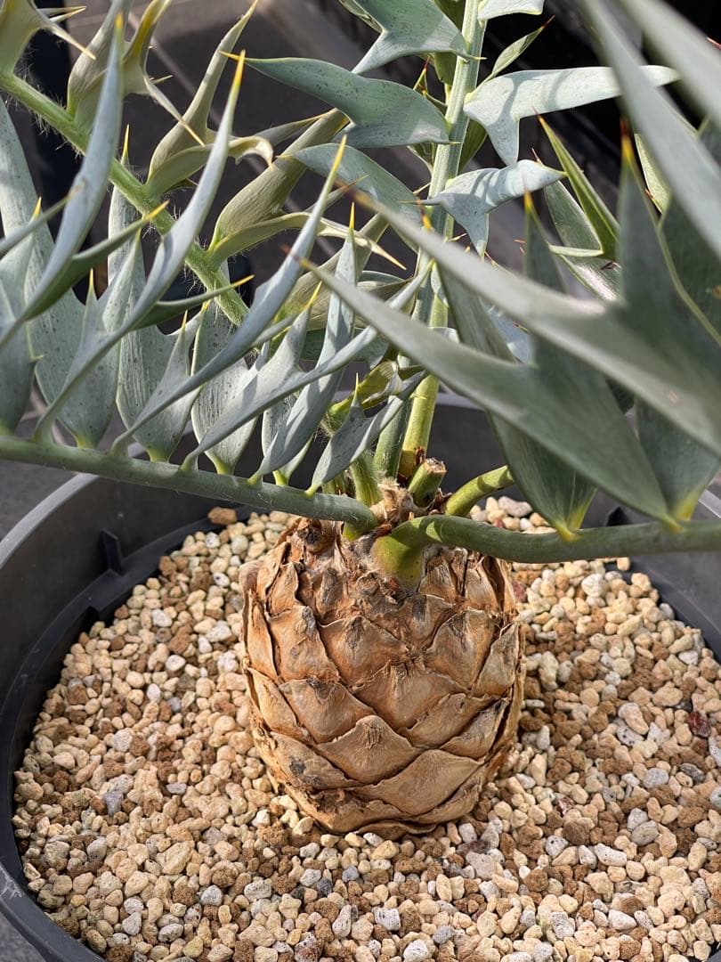 【南ア産】エンセファラルトス ホリダス(2025年12月最新画像あり)