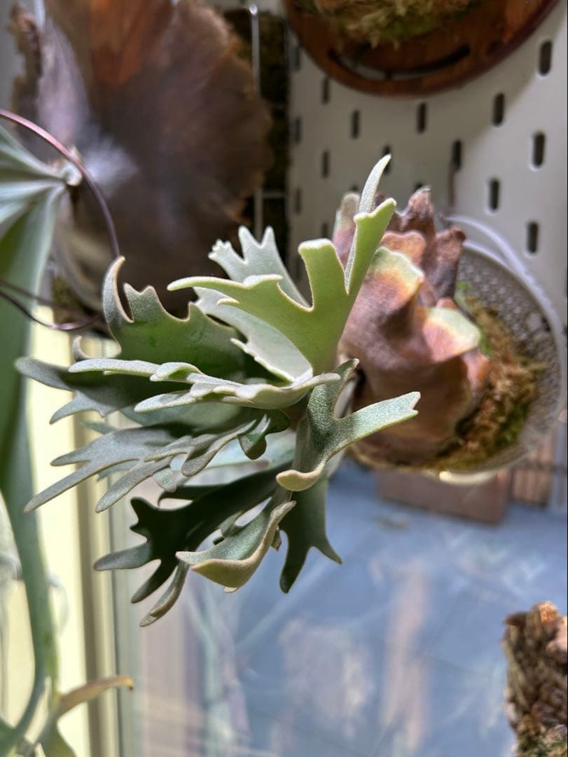 P.willinckii Nano spore ビカクシダ