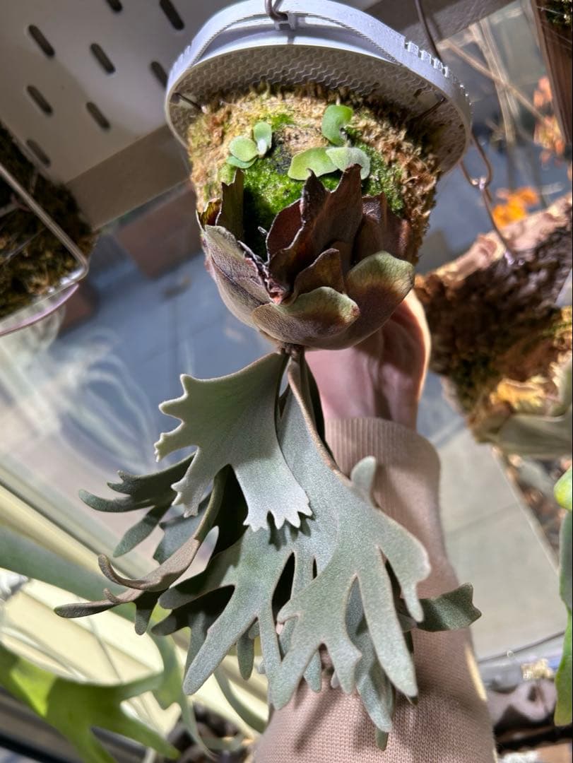 P.willinckii Nano spore ビカクシダ