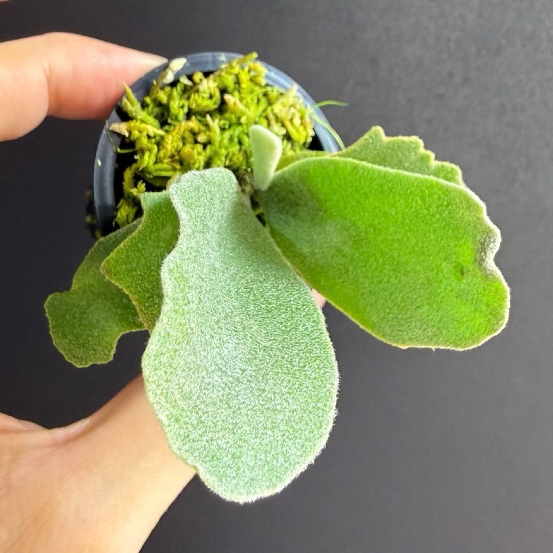 ①bilibili thunder sporeling ビリビリサンダー