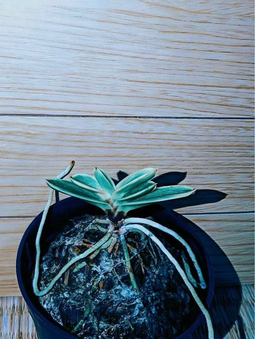 富貴蘭「当棚名：雪達磨」（東三河専門店名：白日夢）