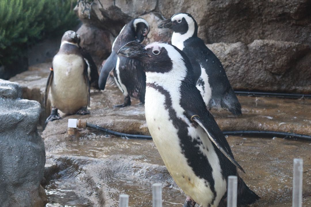 Canon ミラーレス一眼カメラ EOS R100 標準ズームレンズキット