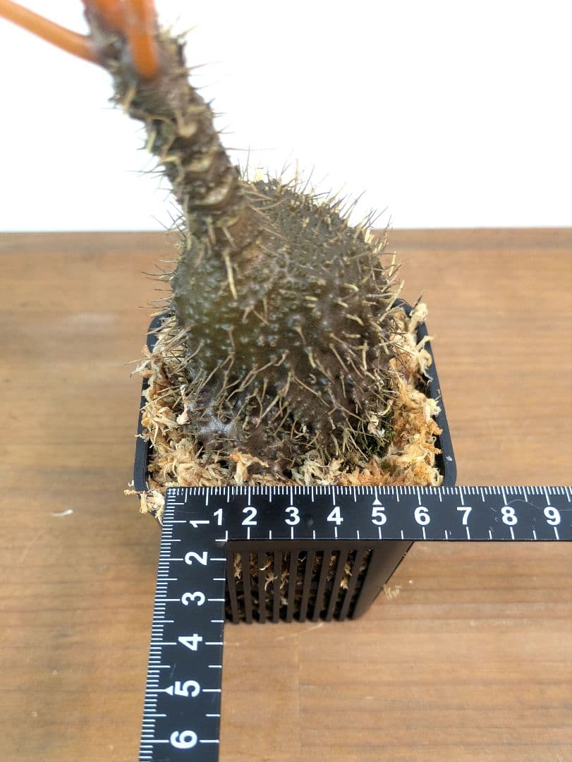 ミルメコディア プラティティレア オレンジ ペティオールズ アリ植物