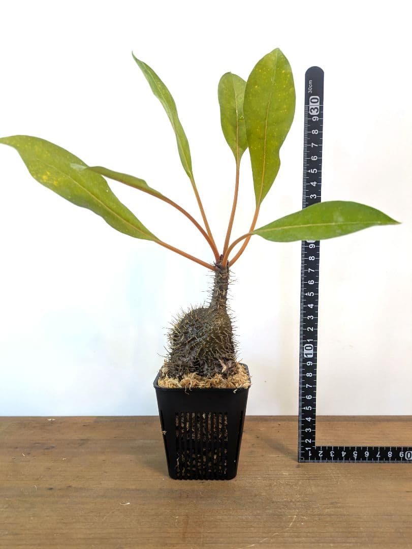 ミルメコディア プラティティレア オレンジ ペティオールズ アリ植物