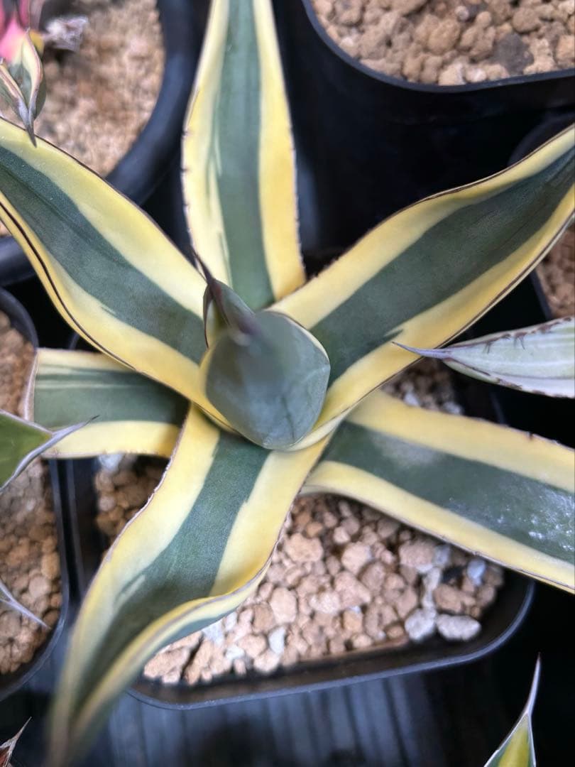 グレート　ホワイト　シャーク　シャークスキン　アガベ　シャークバイト