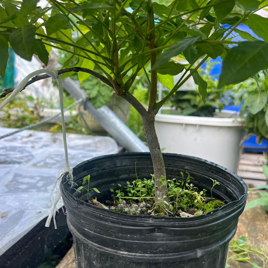 パープル一才藤　苗木　大小苗セット