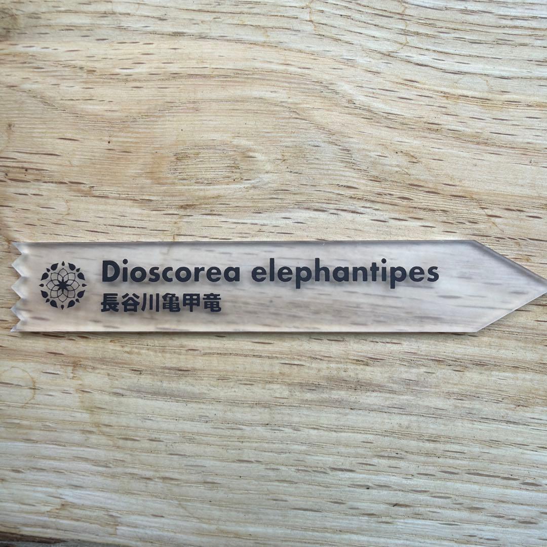 長谷川　亀甲竜　鉢付き　タグ付き　長谷川園芸