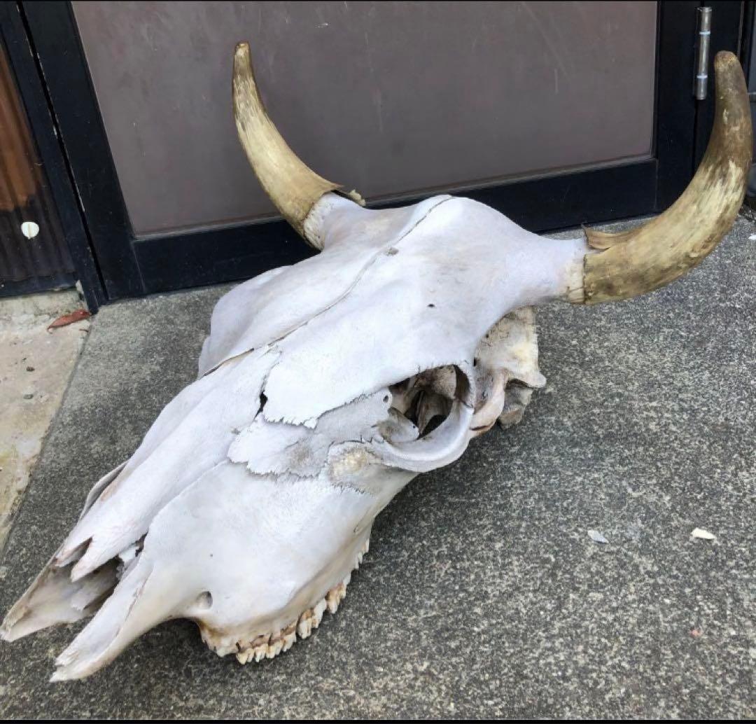 激レア　本物　バッファロースカルヘッド頭蓋骨インテリア