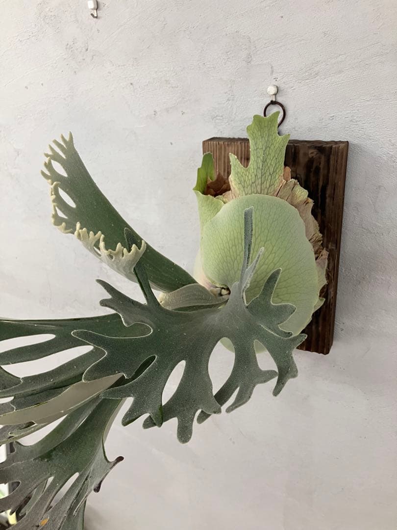 P.celso ビカクシダセルソタツタ