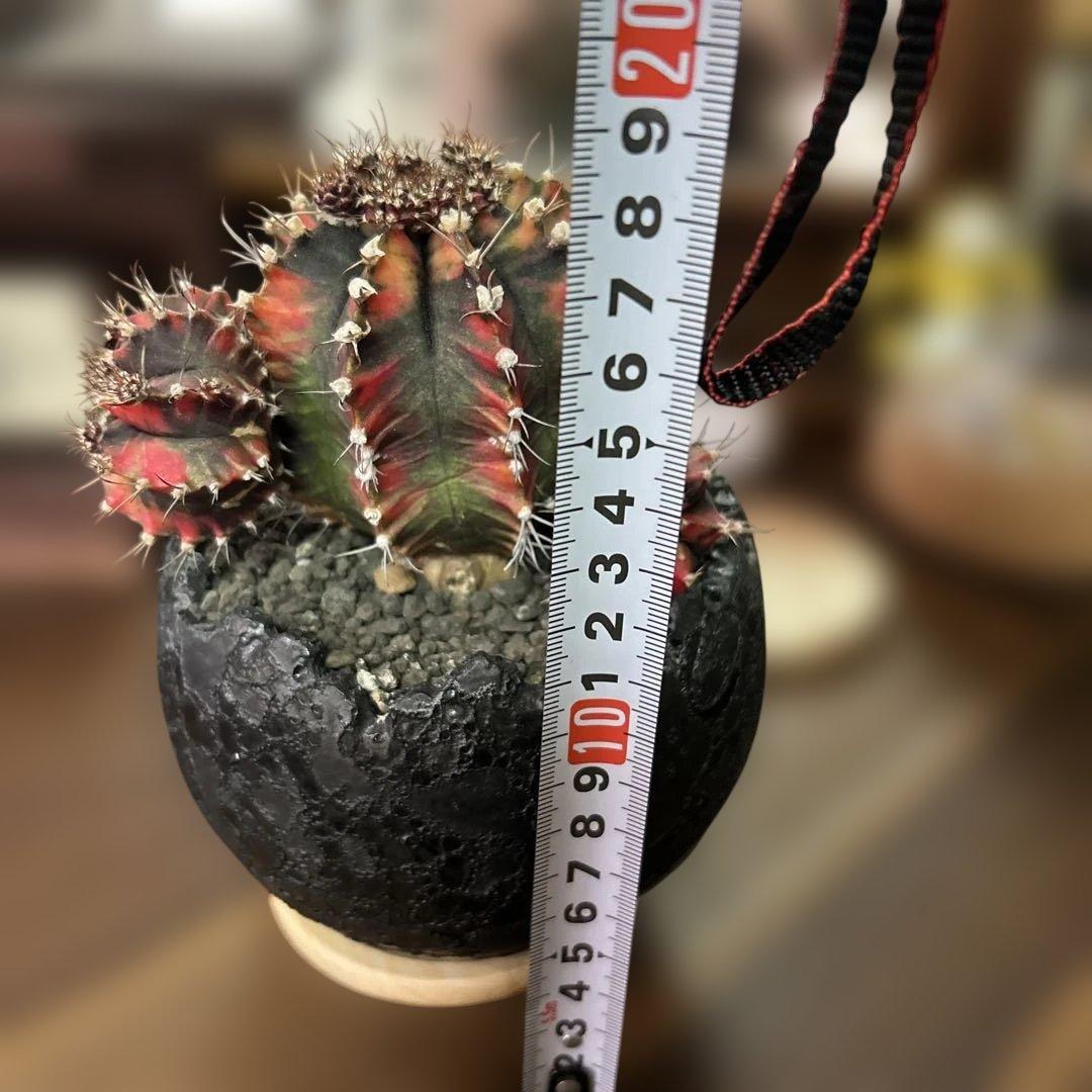 ギムノカリキウム 緋牡丹錦 × 中川智治 クレーターポット 鉢