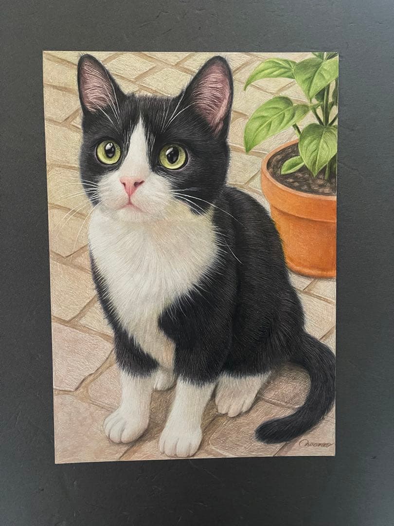 色鉛筆画 A4 ハチワレ猫127