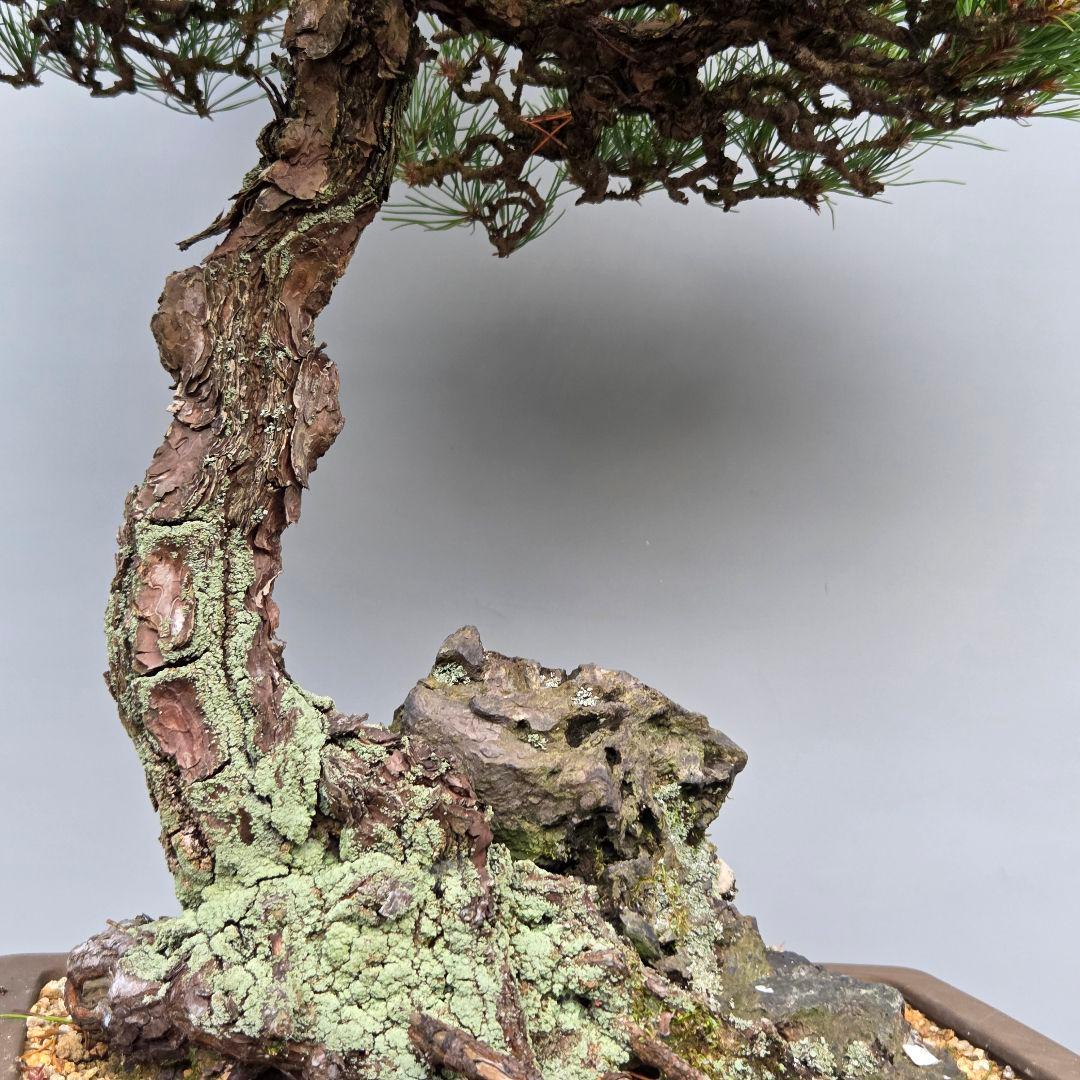 黒松　[石付き]　大品盆栽 じゃぱです。