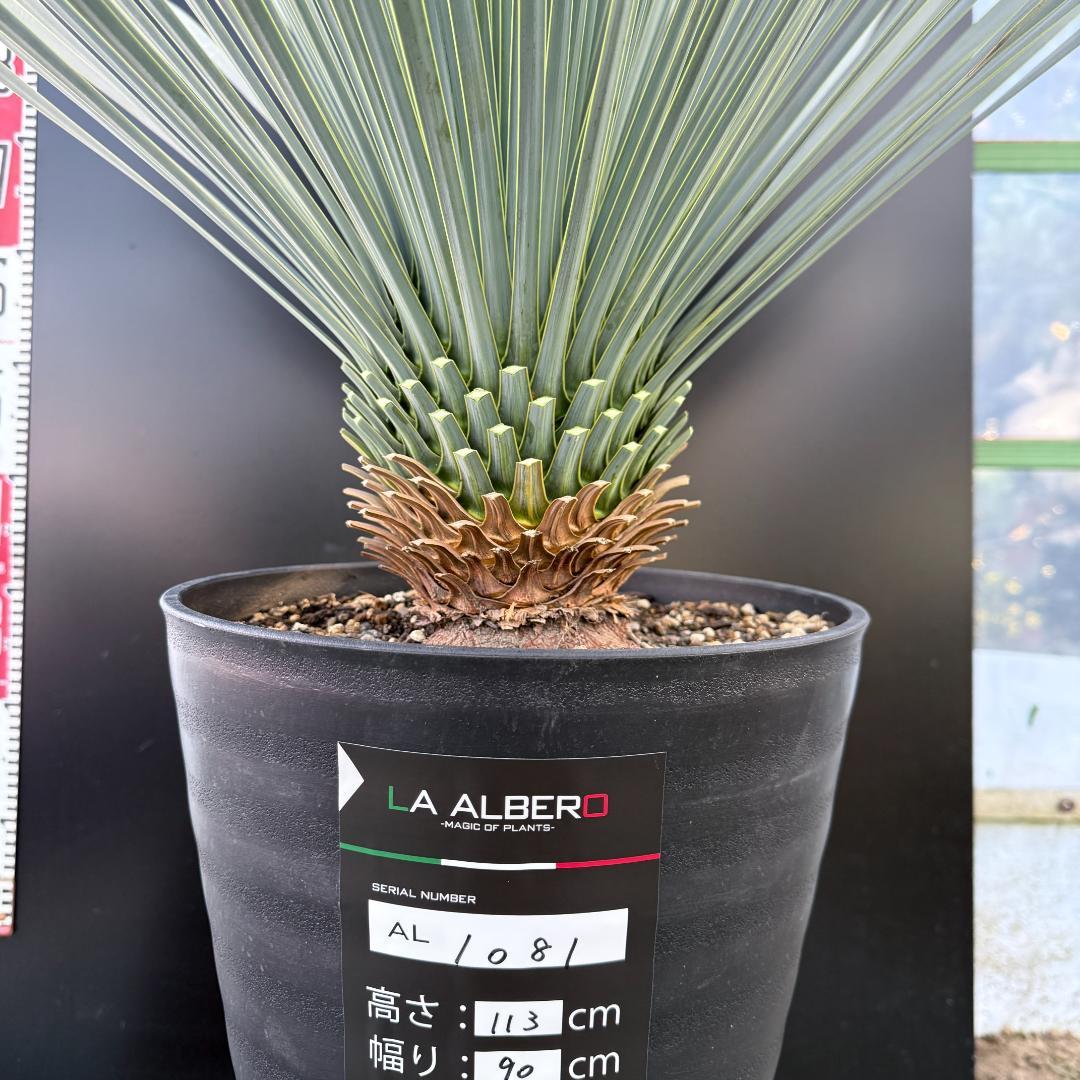 【AL1081】ユッカ　LA ALBERO　ランチョブルー　数量限定販売