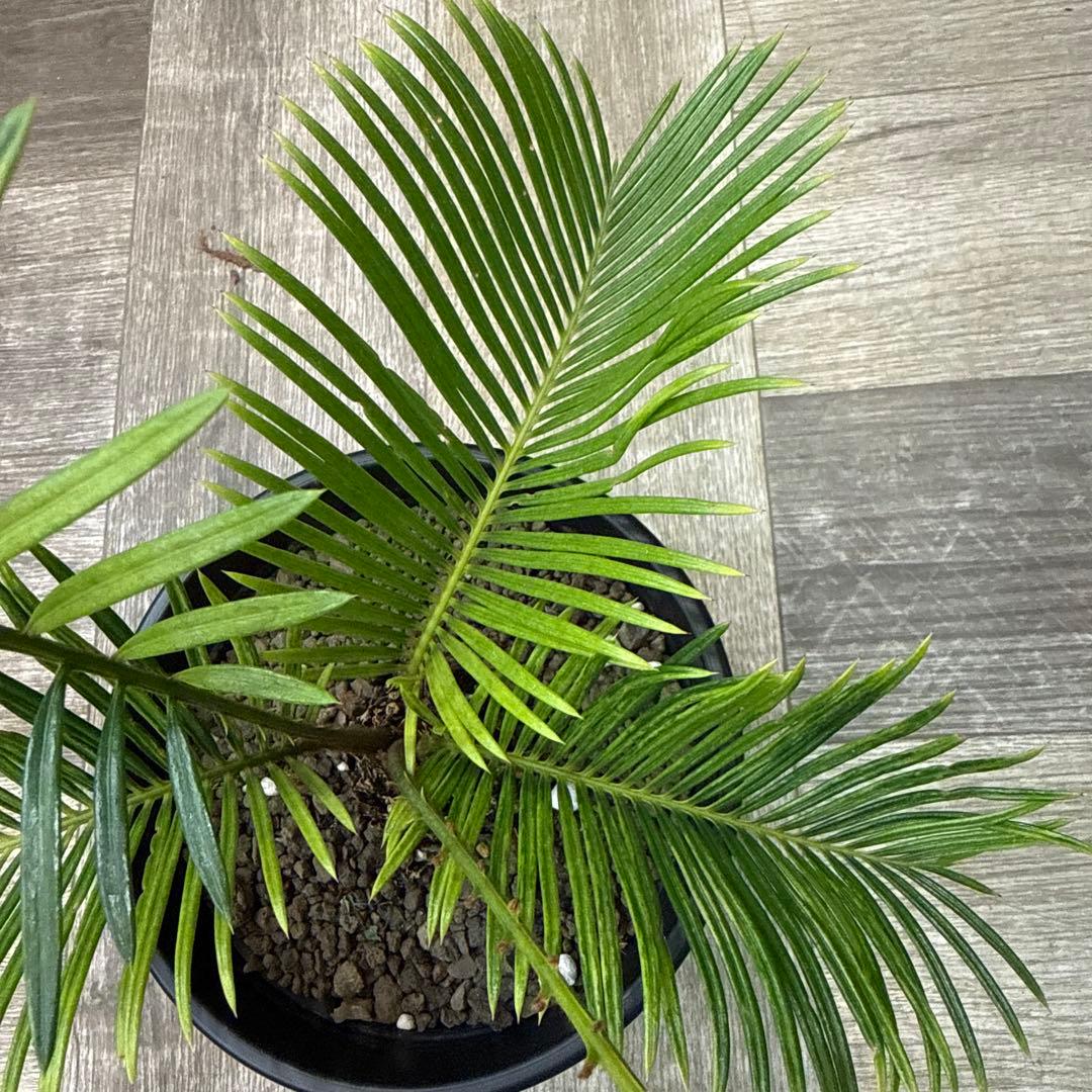 希少！　ソテツ斑入り　沖縄県の親株からの子株