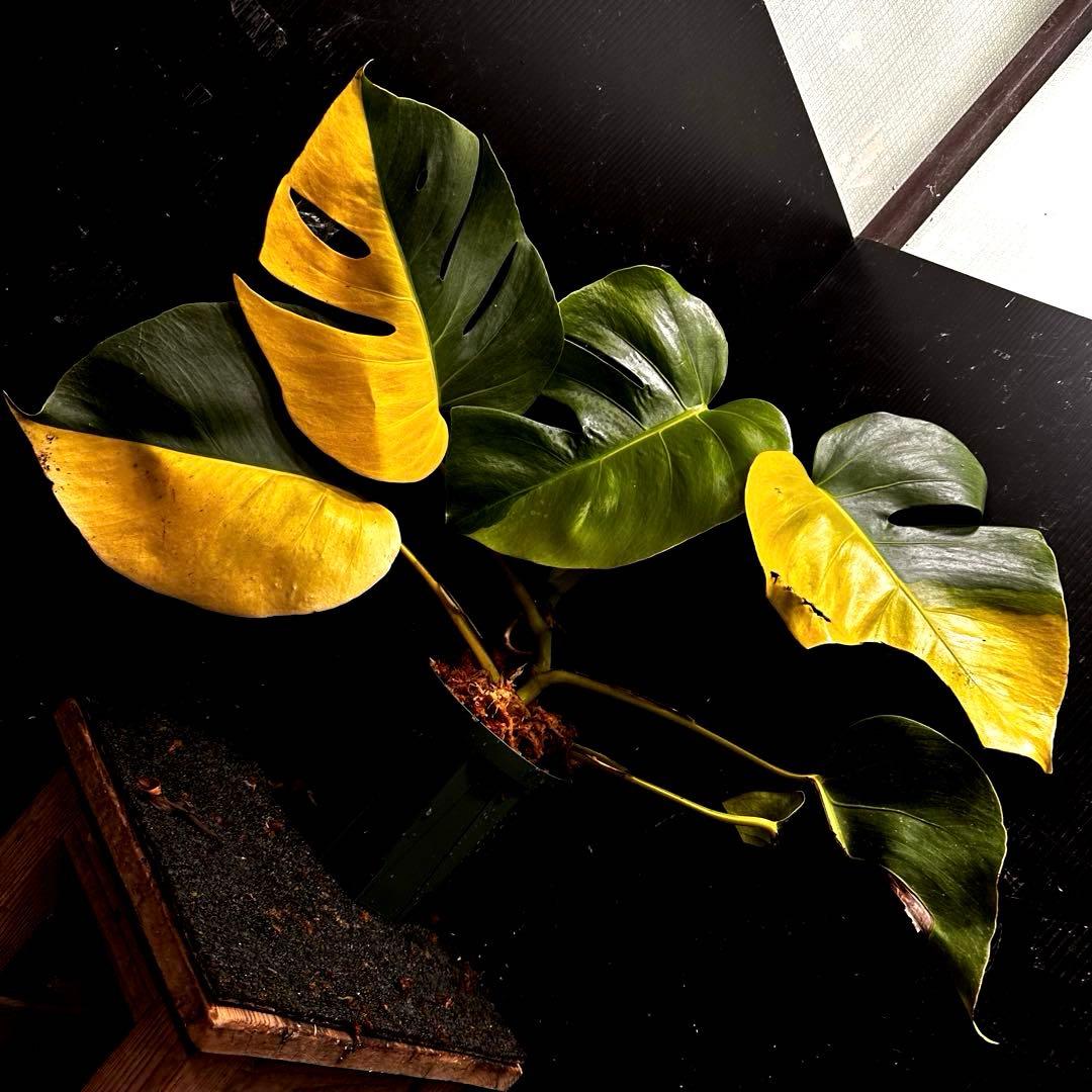 F*7様 斑入りモンステラボルシギアナオーレアハーフムーン黄斑4号鉢植え48cm