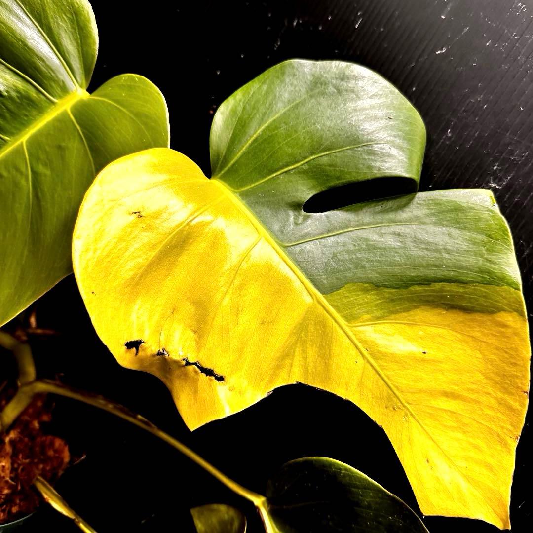 F*7様 斑入りモンステラボルシギアナオーレアハーフムーン黄斑4号鉢植え48cm