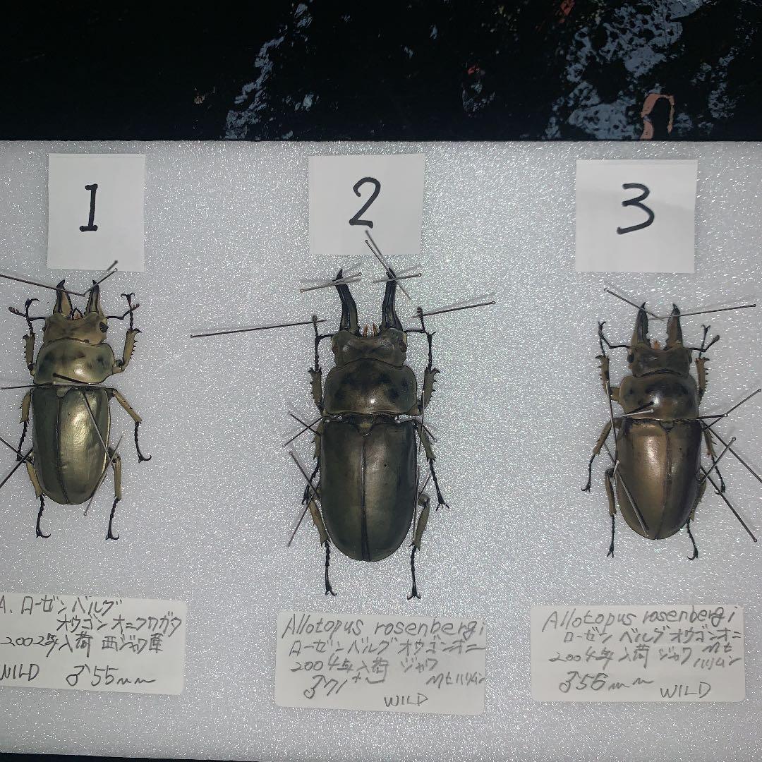 Ａ.ローゼンベルク　オオゴンオニ野外品3体セット