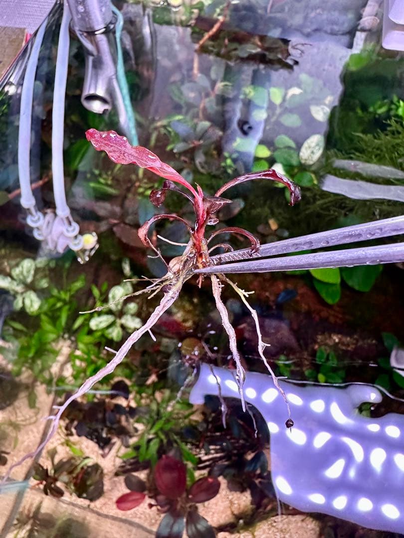 爆睡 sp.ブラウニーゴーストカリマンタン　2株