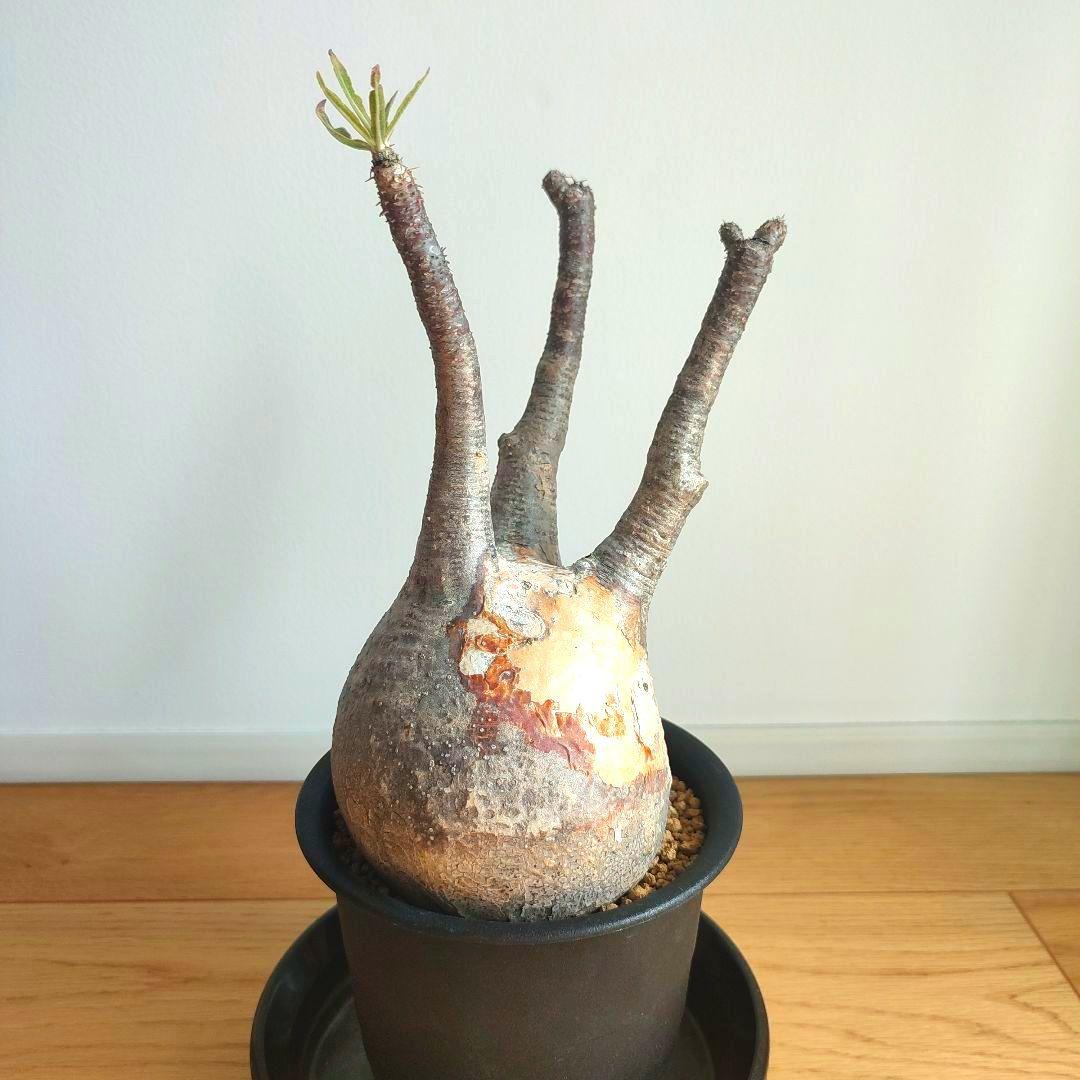 ★値下げ★パキポディウム　グラキリス　現地球【匿名配送】