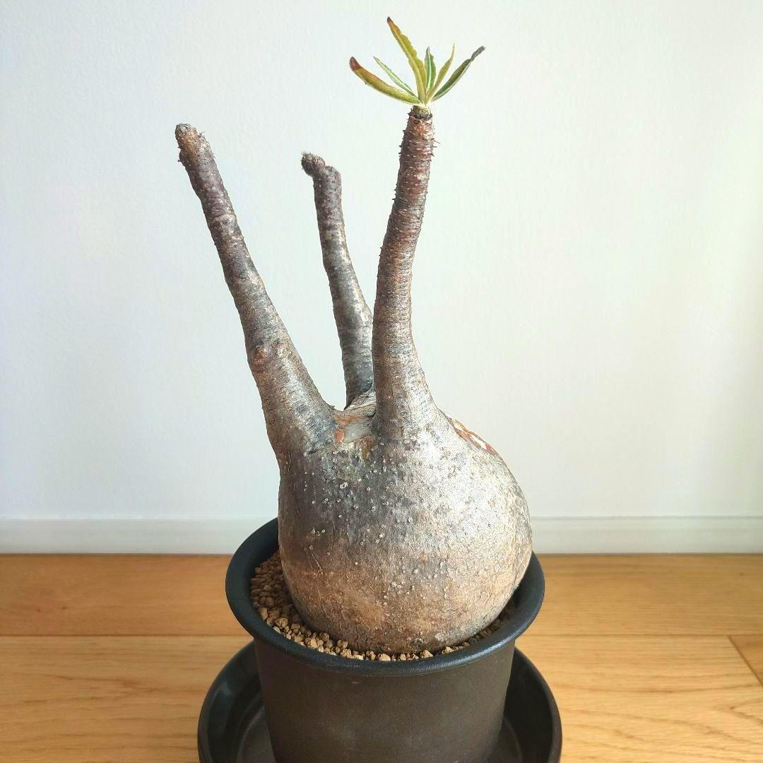 ★値下げ★パキポディウム　グラキリス　現地球【匿名配送】