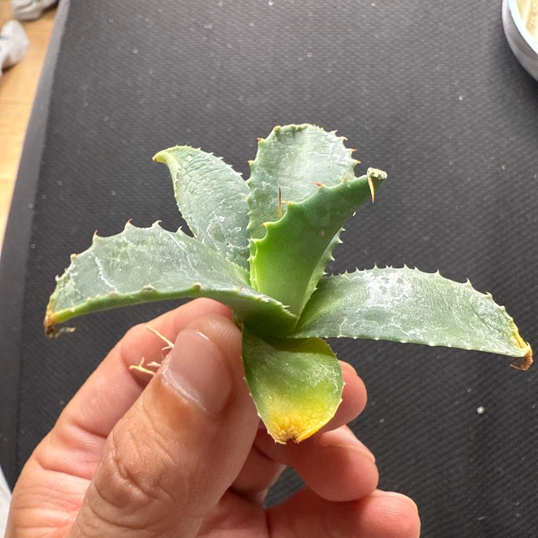 アガベ　ネバデンシス × パライシ　ハイブリッド　ジェレミー　パラサナ