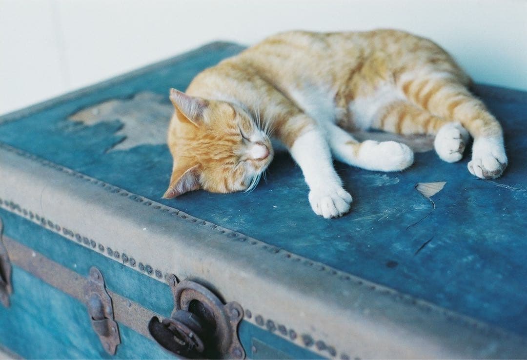 フィルムカメラ nikonfm