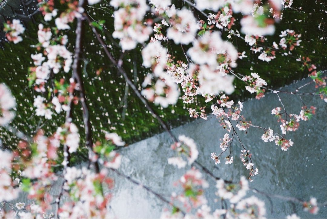 フィルムカメラ nikonfm