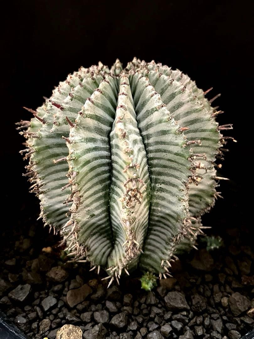 麺*類様 ユーフォルビアホリダ White zebra S胴太 親株 子株付き