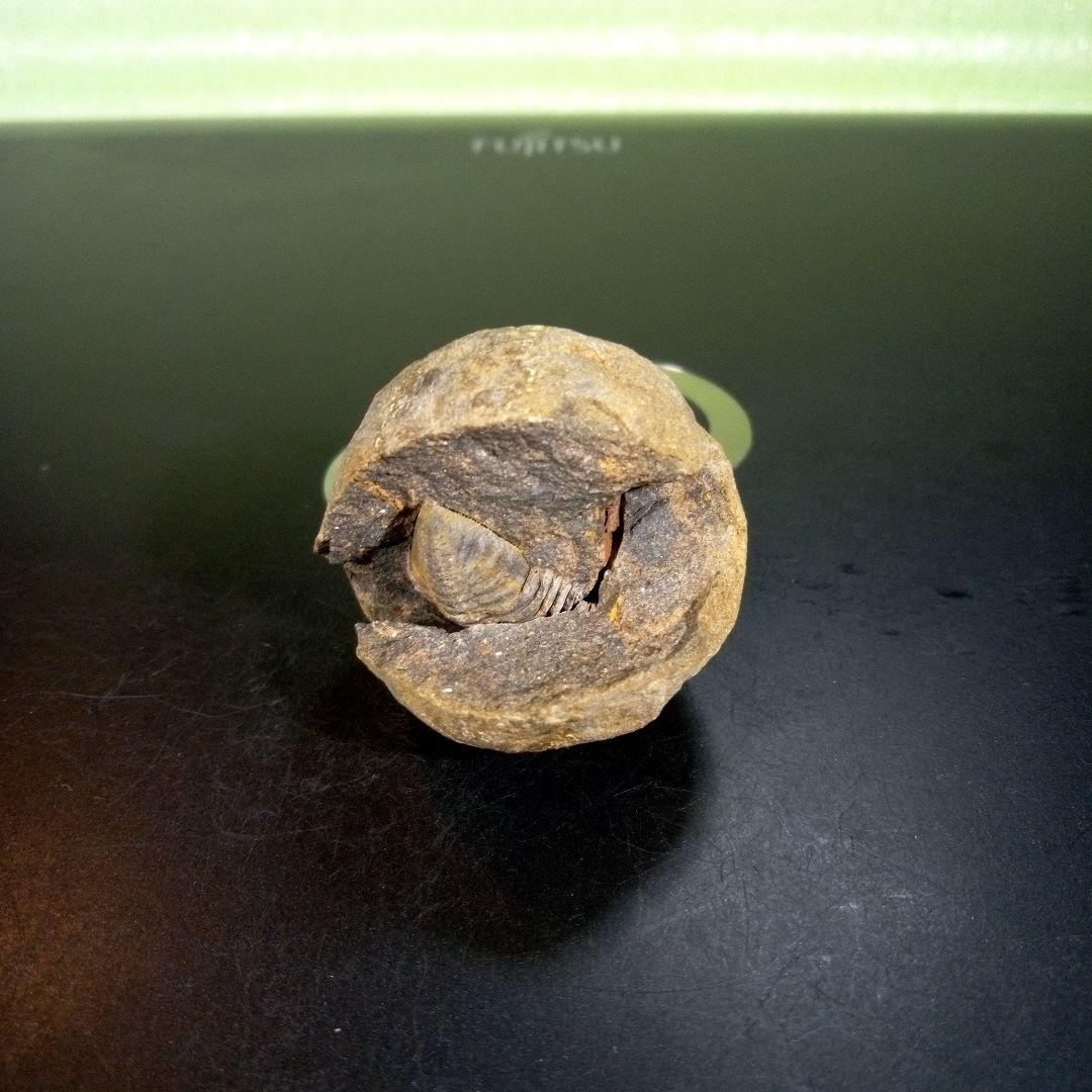 三葉虫　化石　fossil　海　ボリビア産　trilobite　ボリビア化石郡②