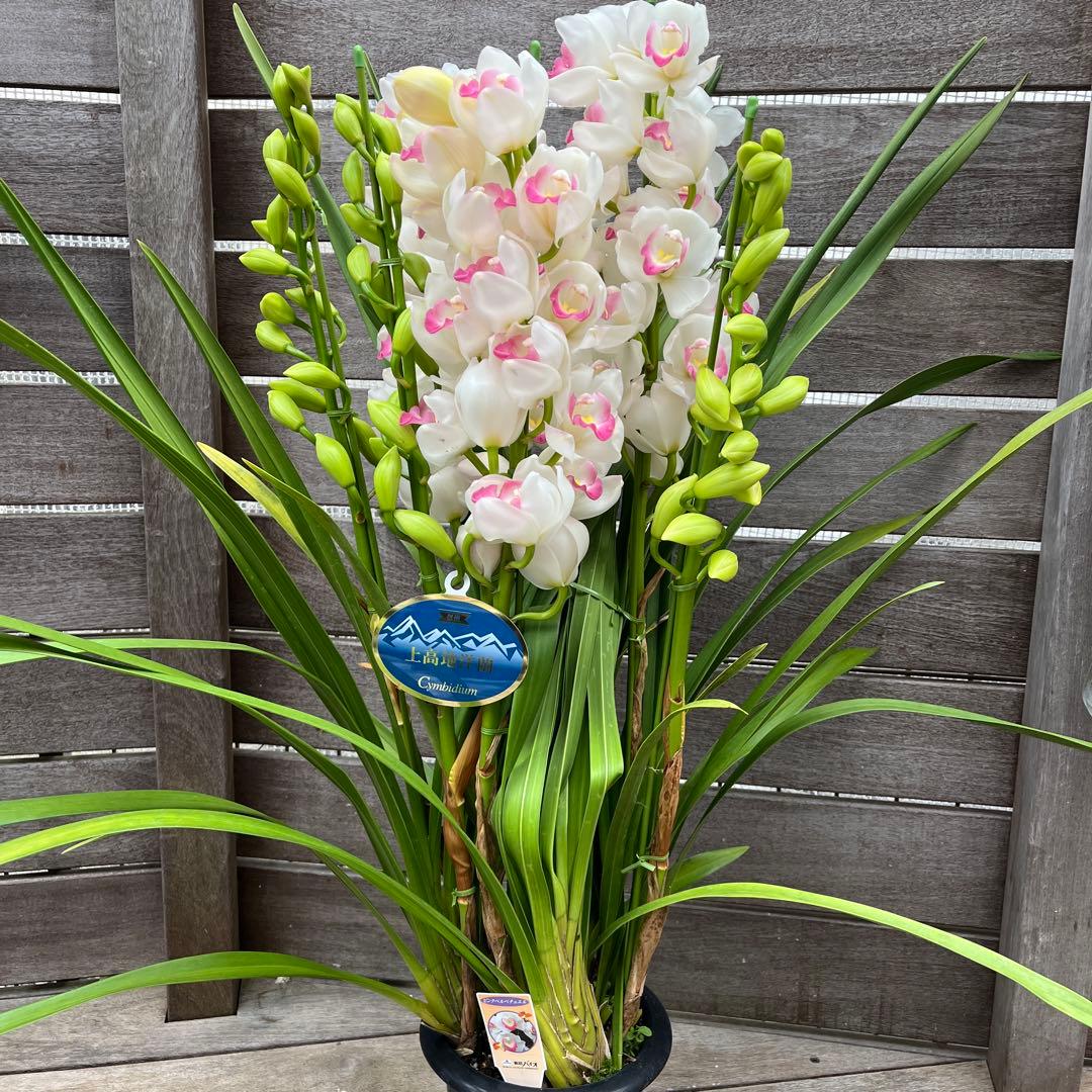 豪華　6本立ち　シンビジューム　ピンクペルペチュエル　6.５号　蕾多数