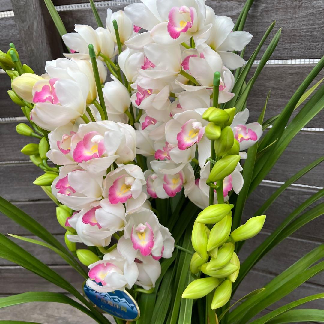 豪華　6本立ち　シンビジューム　ピンクペルペチュエル　6.５号　蕾多数