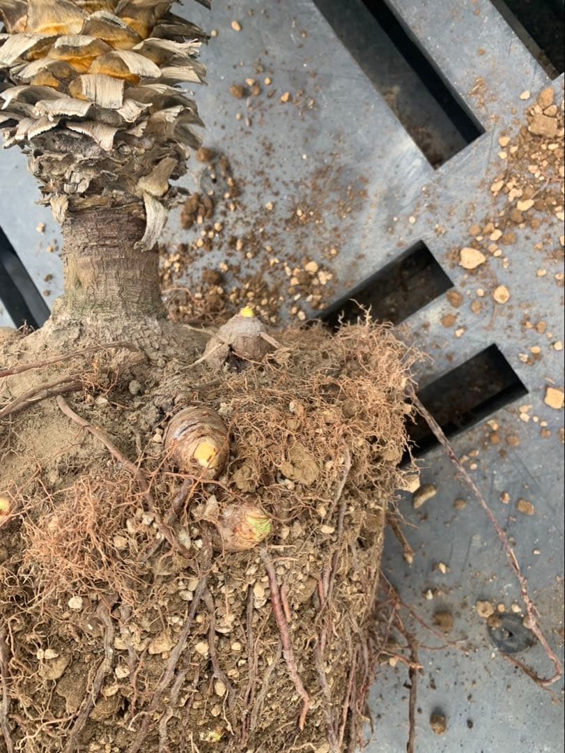 ユッカ　グロリオサ　散り斑　芋付き