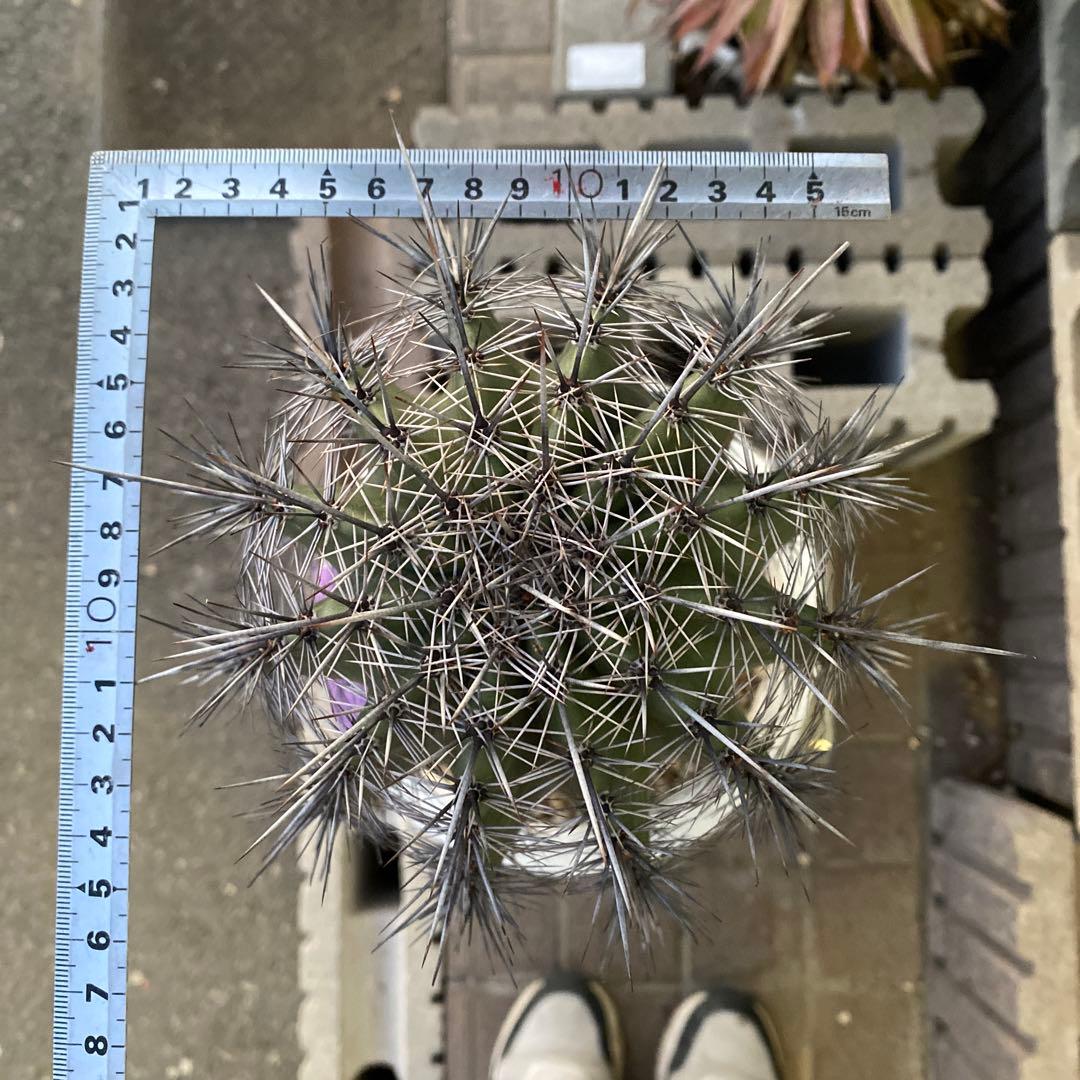 サボテン 約40cm 高さ　弁慶柱C ドライガーデン