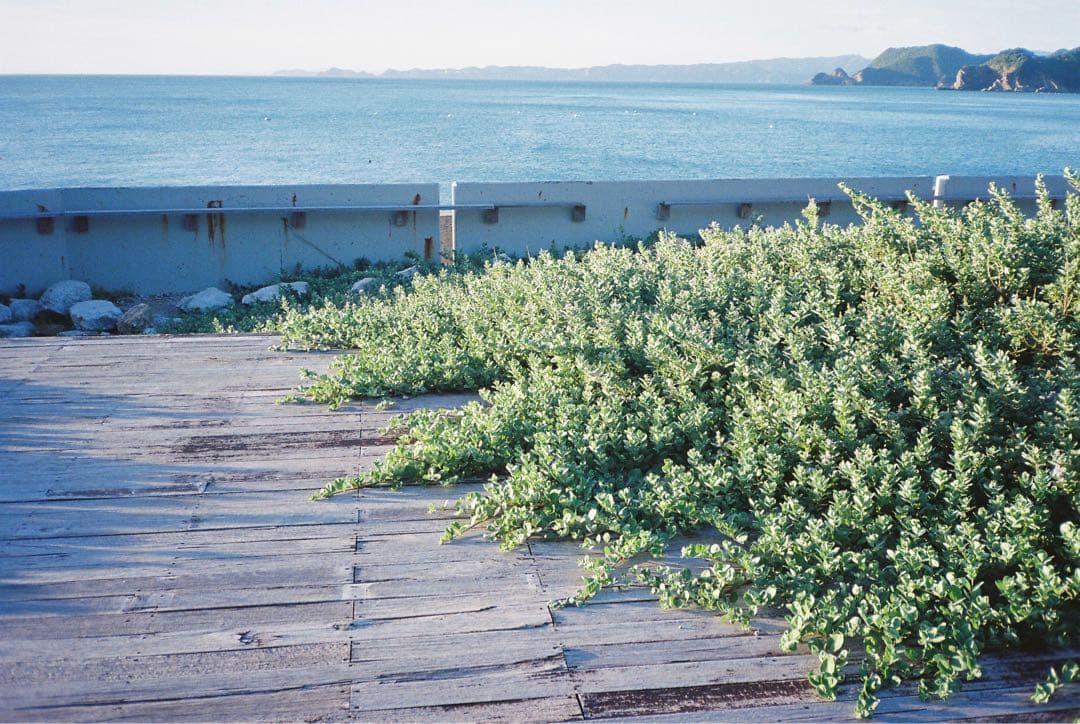 【撮影・OH済み】Konica 現場監督28WB コンパクトフィルムカメラ　A