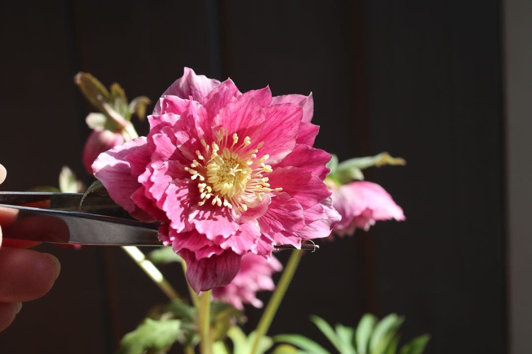 ♡広瀬園芸♡つぼみが可愛いソレイユ系、ピンクゴールド。