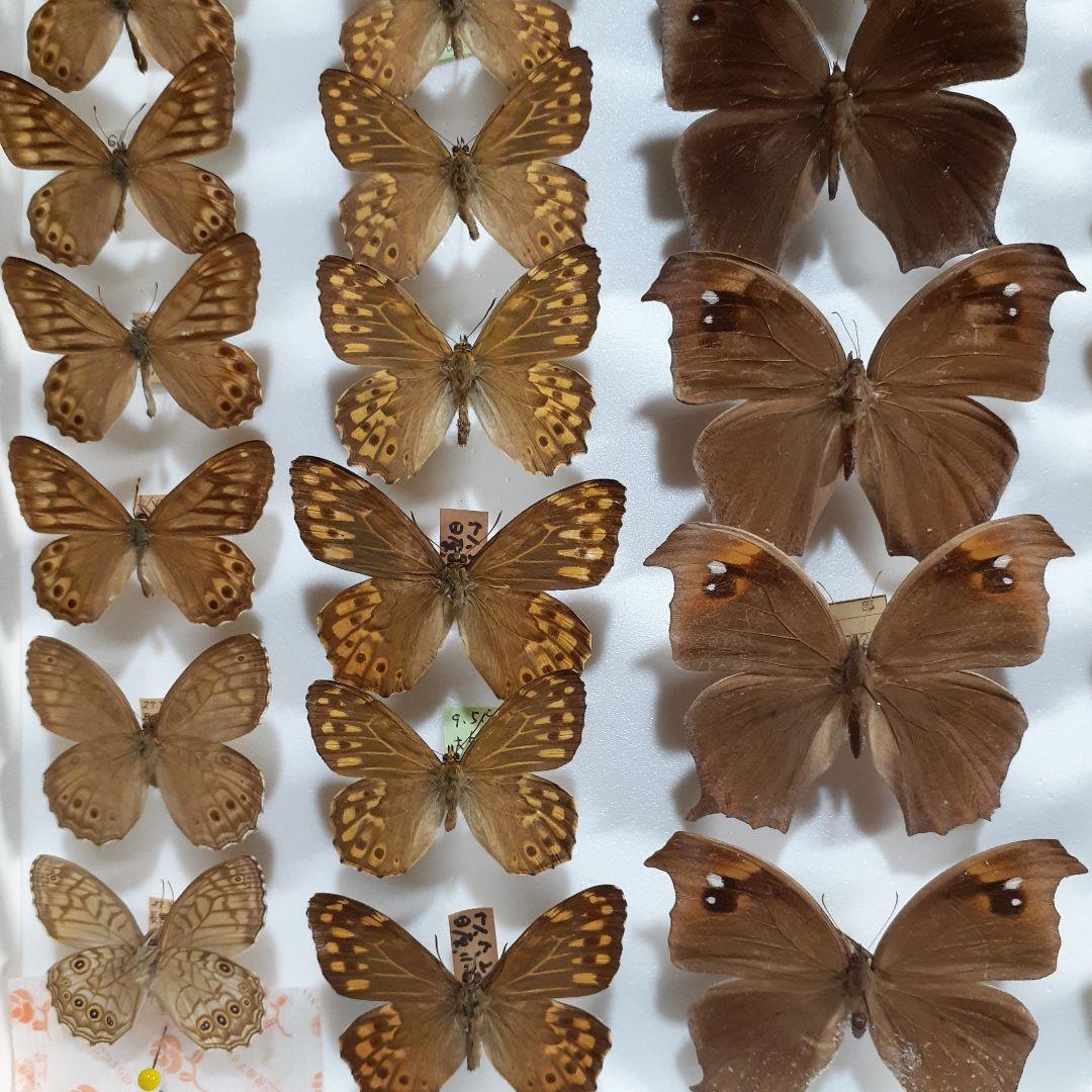 蝶標本　シロチョウ、ヒカゲチョウ類ほか20種156頭、大型ドイツ標本箱二箱入り