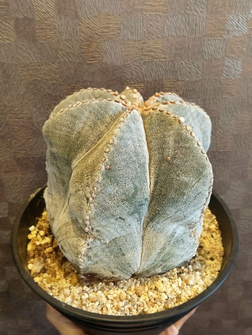 特大 古株 ランポー 鳳凰玉