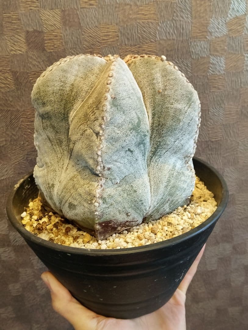 特大 古株 ランポー 鳳凰玉