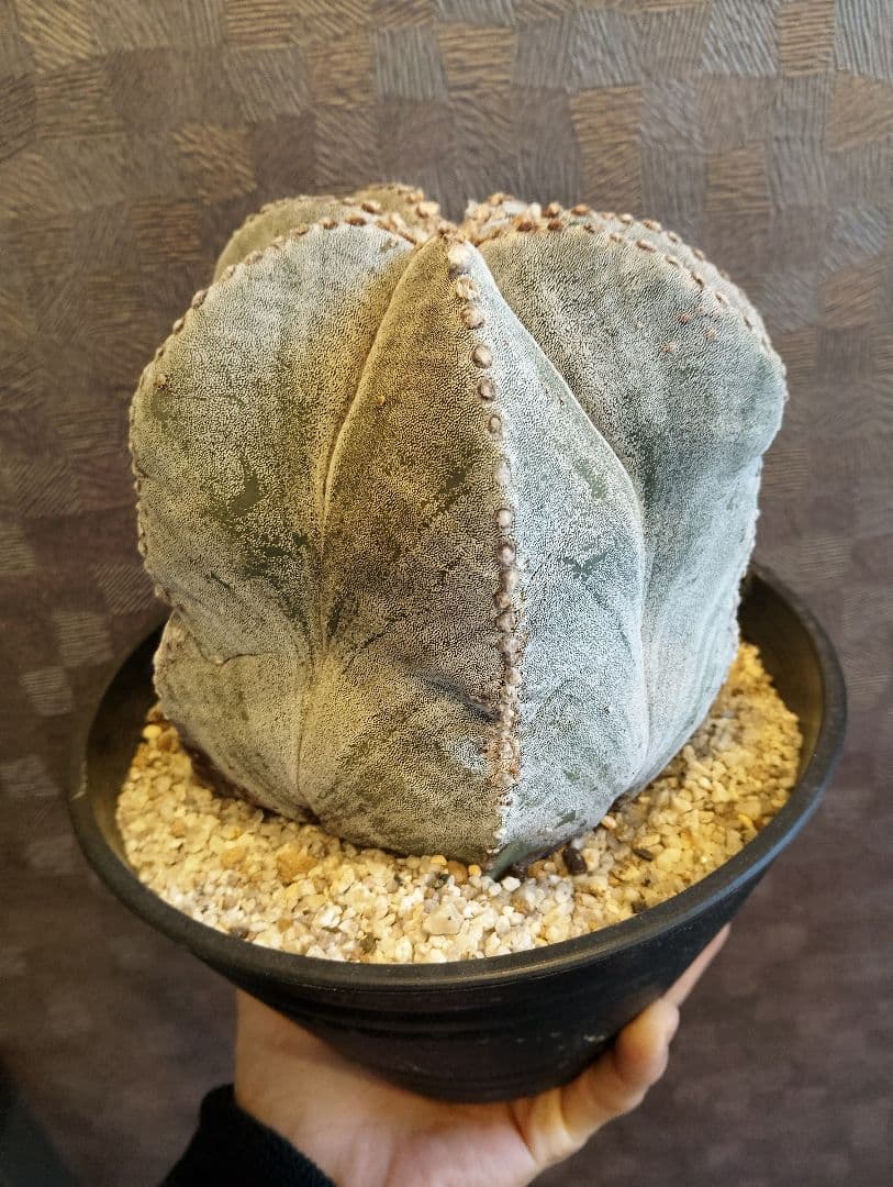 特大 古株 ランポー 鳳凰玉