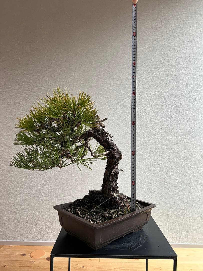 黒松　盆栽　激古　中品　足元15㎝